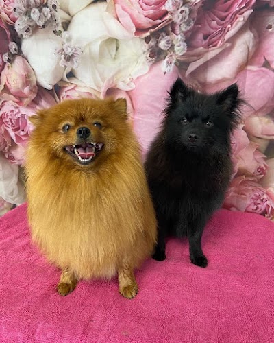 Photo associated with Furfection Dog Grooming