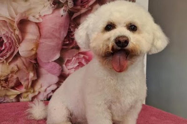 Photo associated with Furfection Dog Grooming