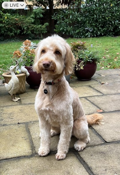 Photo associated with Bee and Berry’s Dog Groomers and Pet Supplies