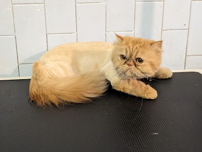 Photo associated with Tidy Tails