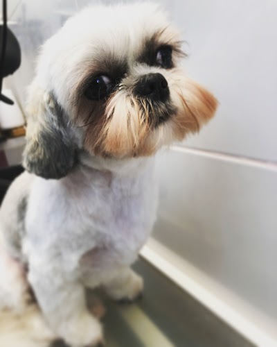Photo associated with Hairy Pawter Pet Grooming