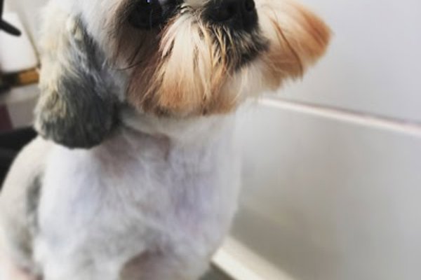 Photo associated with Hairy Pawter Pet Grooming