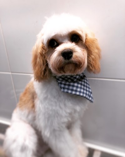Photo associated with Hairy Pawter Pet Grooming