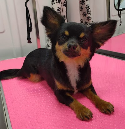 Photo associated with Teddy Lancaster Dog Grooming