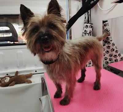 Photo associated with Teddy Lancaster Dog Grooming