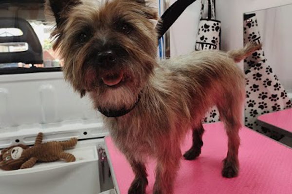 Photo associated with Teddy Lancaster Dog Grooming