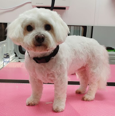 Photo associated with Teddy Lancaster Dog Grooming